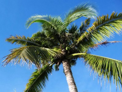 last minute, tanie wczasy w tropikach